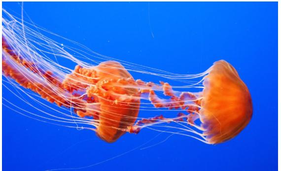 1CA299F4-DF02-4DFE-B832-6D70D554F226